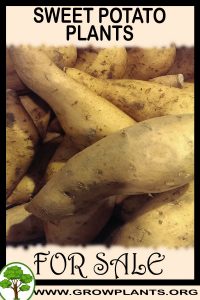 Sweet potato plants for sale