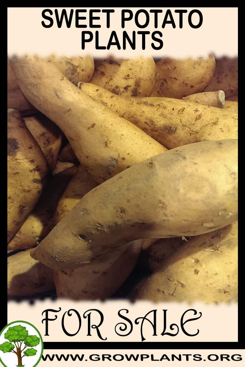 Sweet potato plants