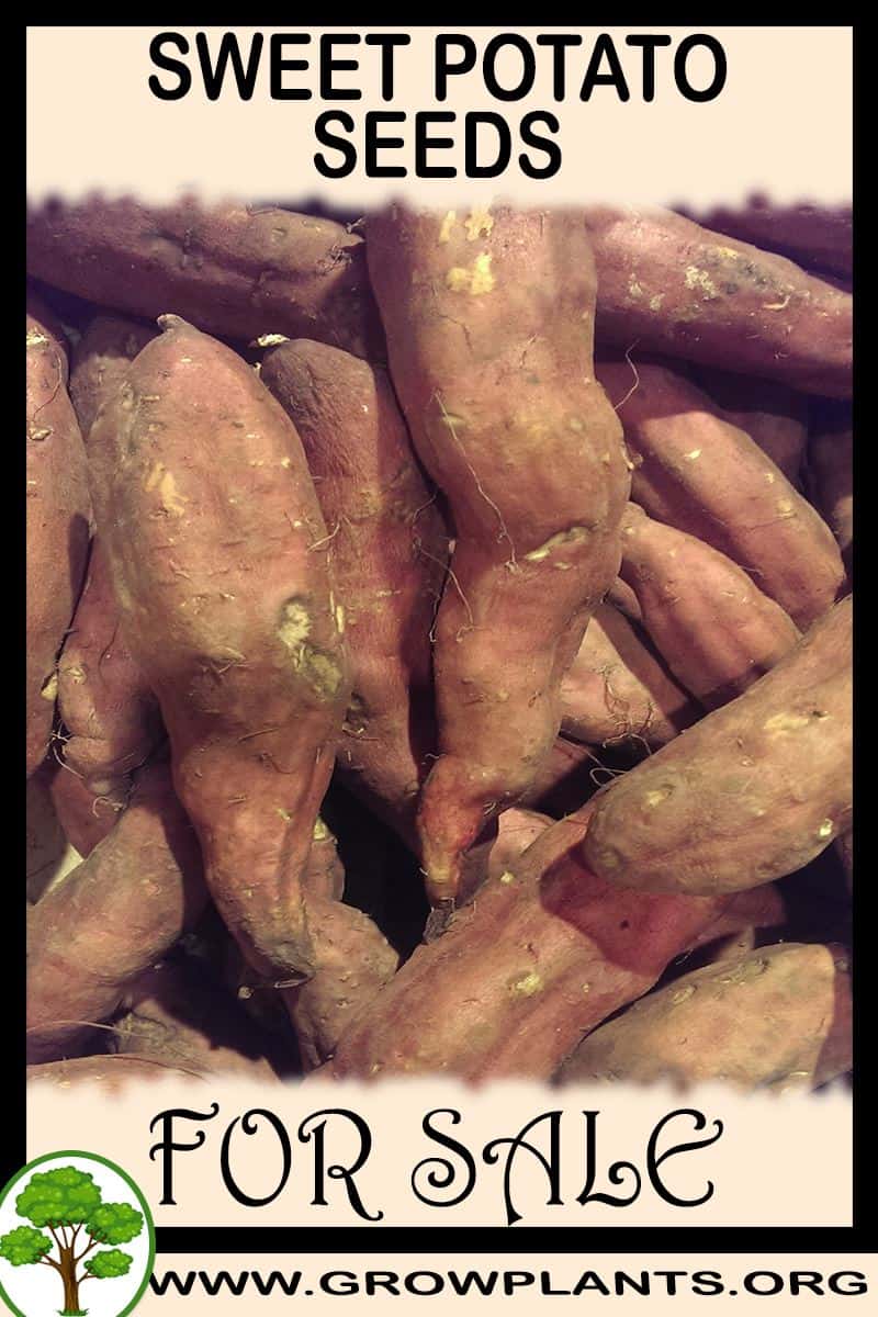 Sweet potato seeds