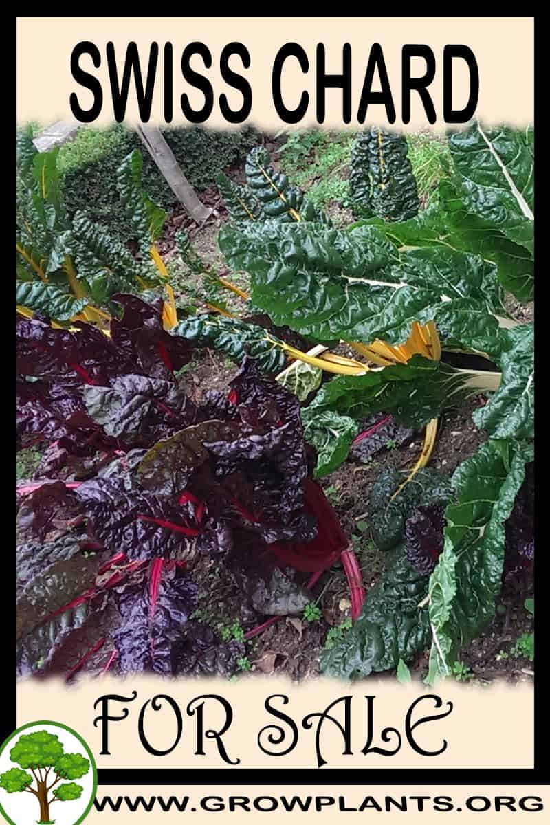 Swiss chard