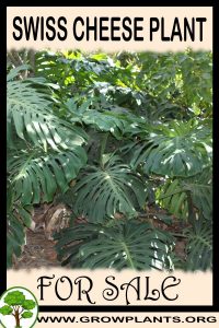 Swiss cheese plant for sale