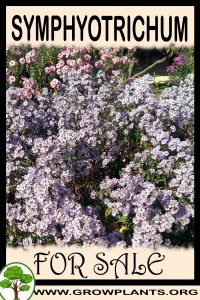 Symphyotrichum for sale