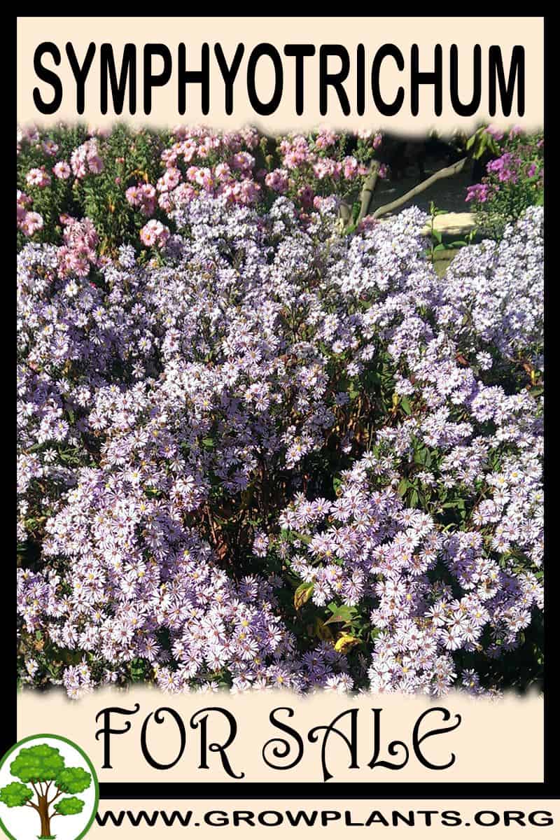Symphyotrichum