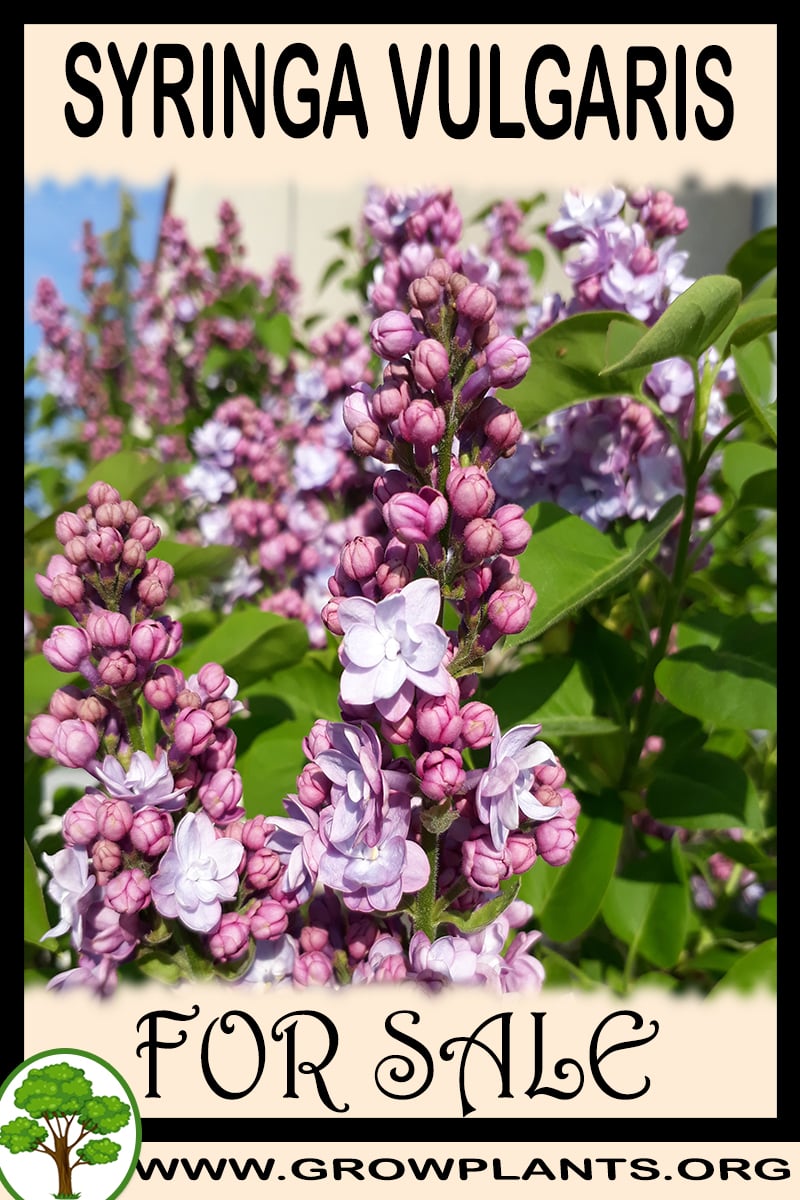 Syringa vulgaris