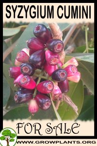 Syzygium cumini for sale