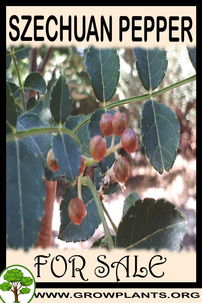 Szechuan pepper plants