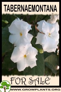 Tabernaemontana for sale