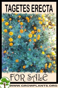 Tagetes erecta for sale