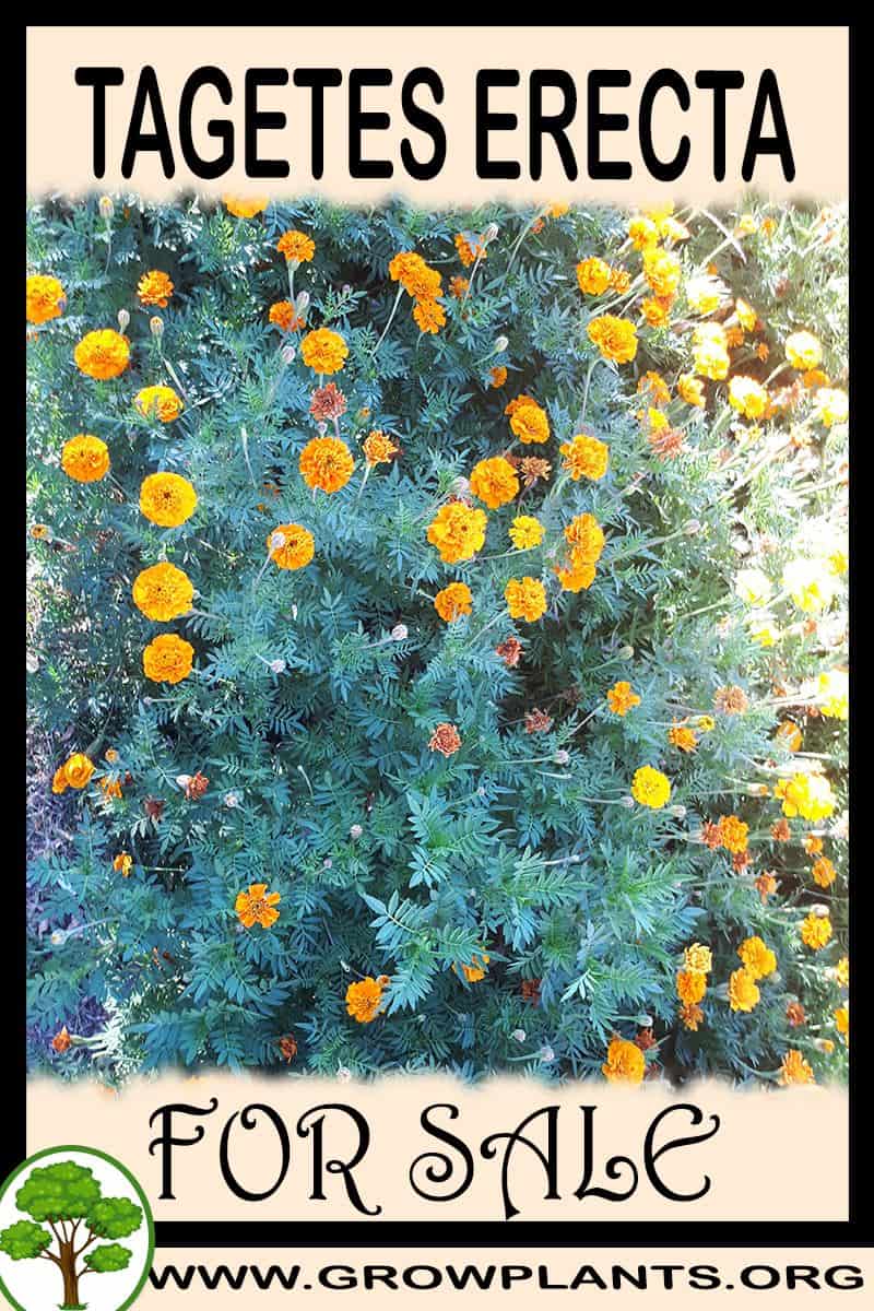 Tagetes erecta