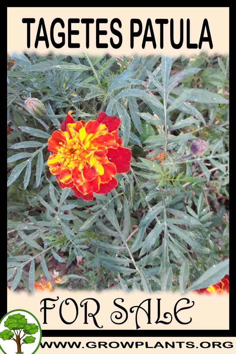 Tagetes patula