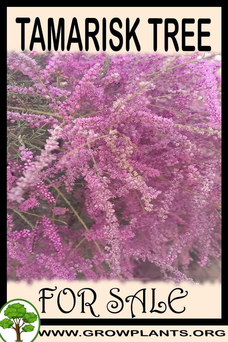 Tamarisk tree