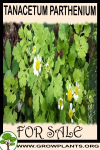 Tanacetum parthenium for sale