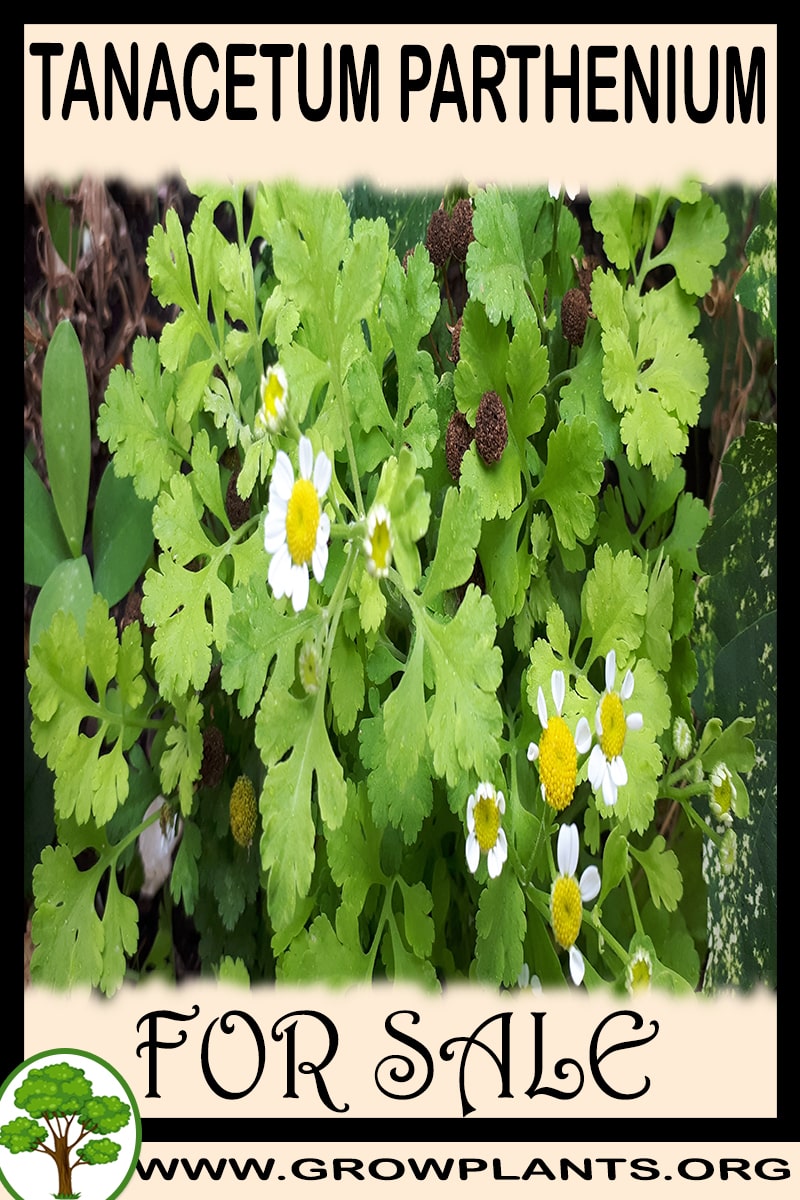Tanacetum parthenium
