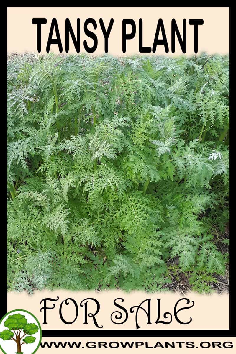 Tansy