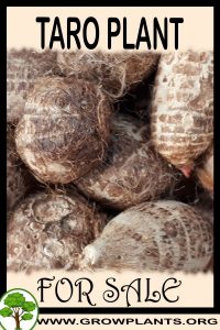 Taro plant for sale