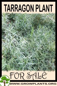 Tarragon plant for sale
