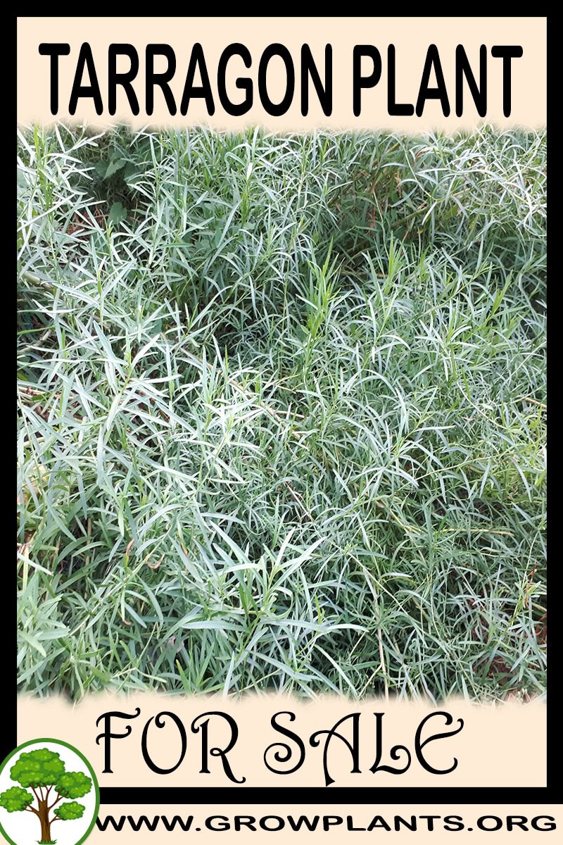 Tarragon