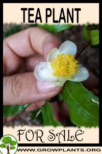 Tea plant for sale