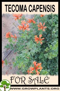 Tecoma capensis for sale