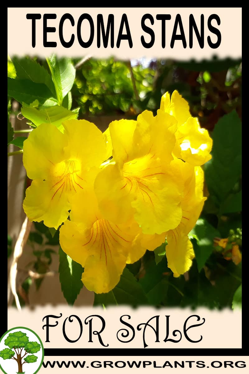 Tecoma stans