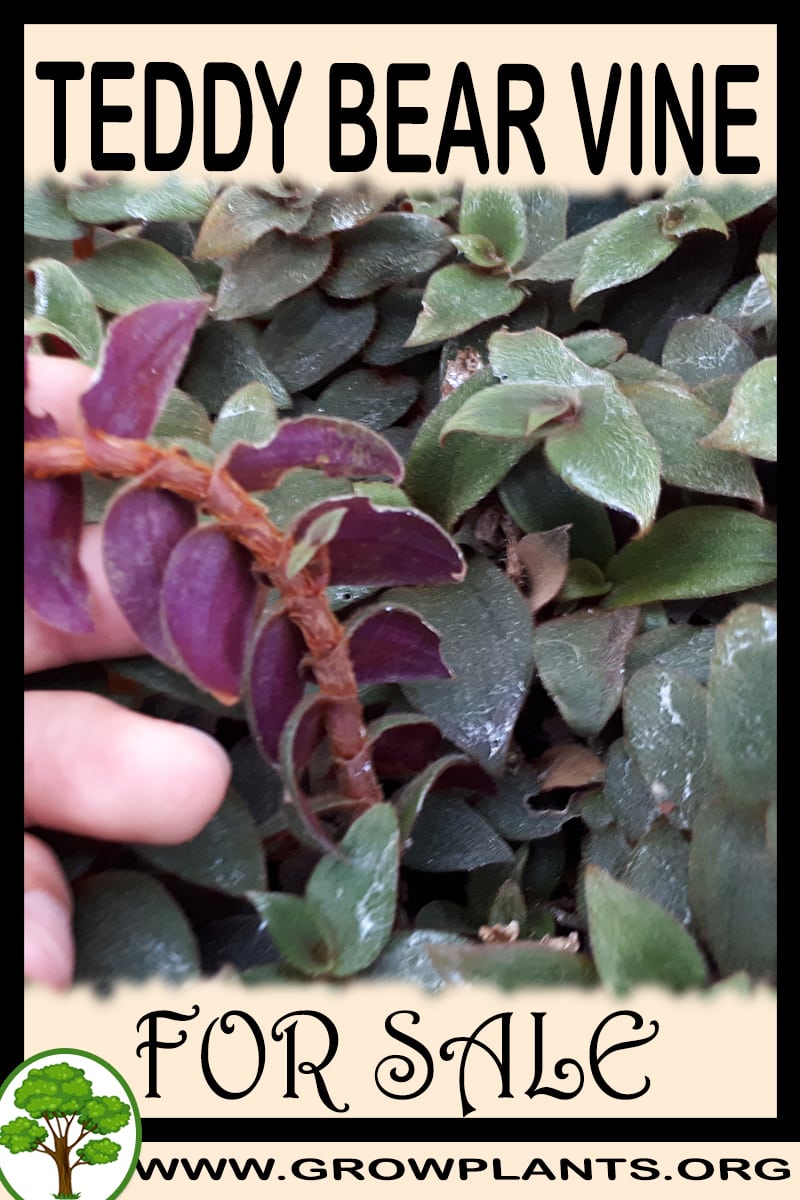 Teddy Bear vine