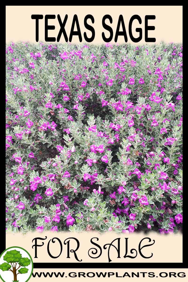 Texas sage