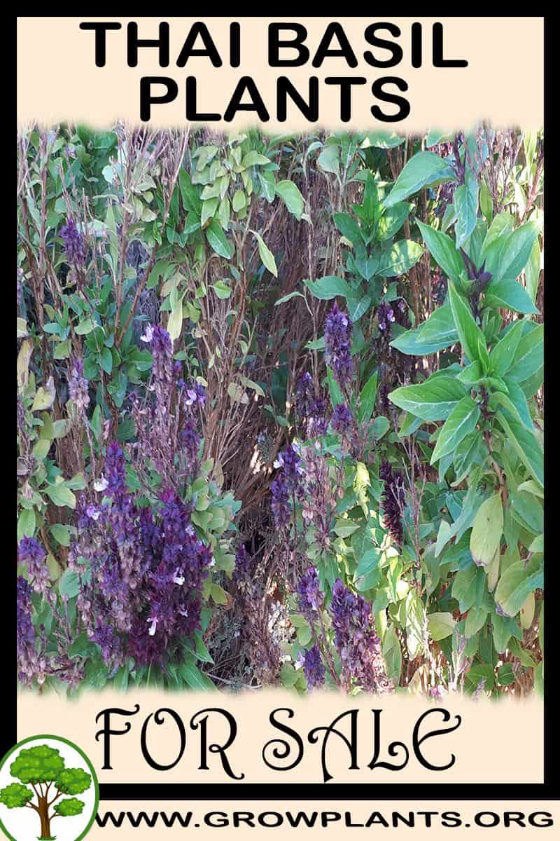 Thai basil plants