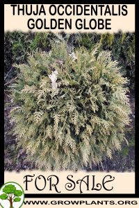 Thuja occidentalis Golden globe for sale