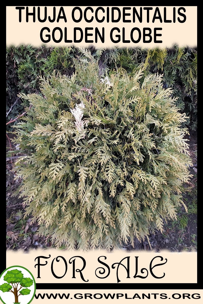 Thuja occidentalis Golden globe