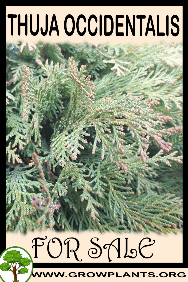 Thuja occidentalis
