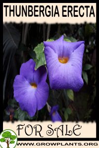 Thunbergia erecta for sale