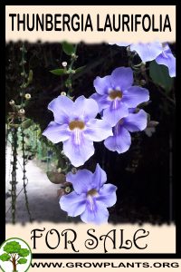 Thunbergia laurifolia for sale