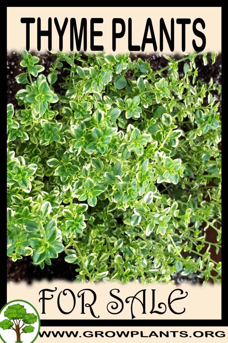 Thyme plants