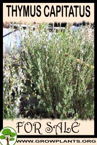 Thymus capitatus for sale