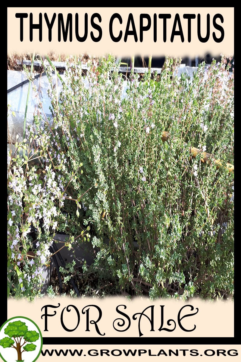 Thymus capitatus