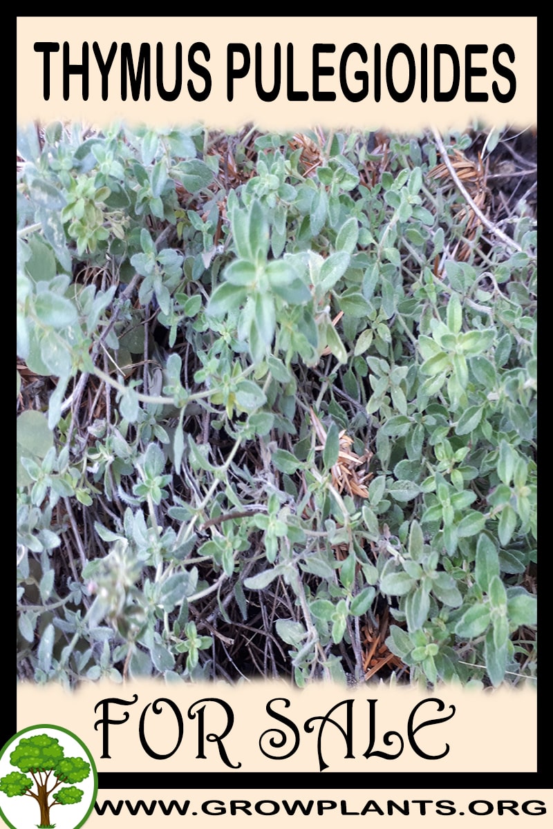 Thymus pulegioides