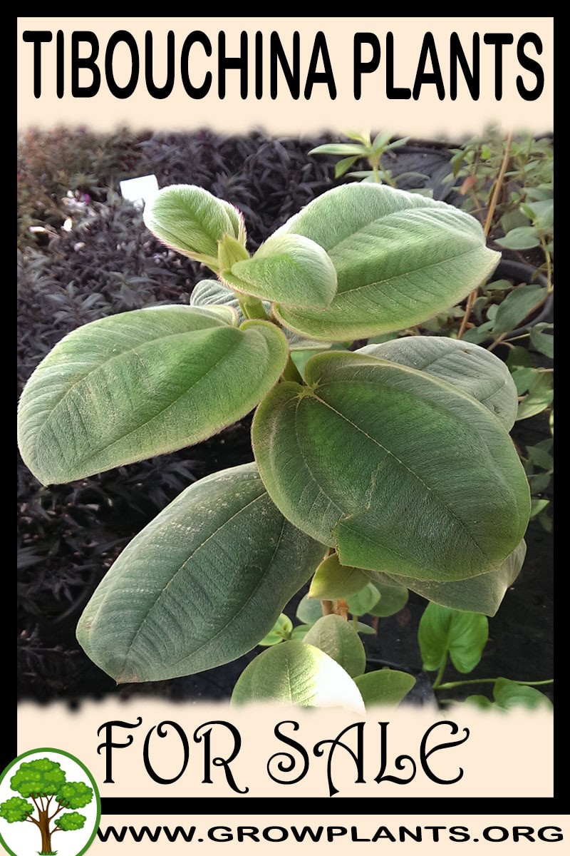 Tibouchina plants
