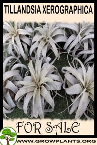 Tillandsia Xerographica for sale