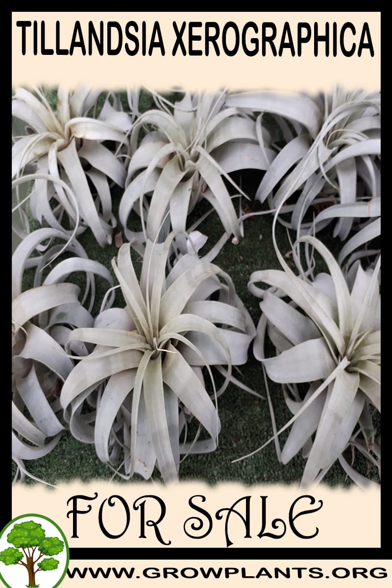 Tillandsia Xerographica