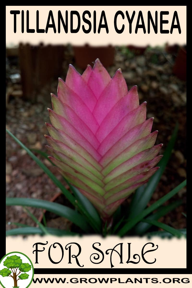 Tillandsia cyanea