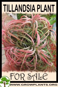 Tillandsia for sale