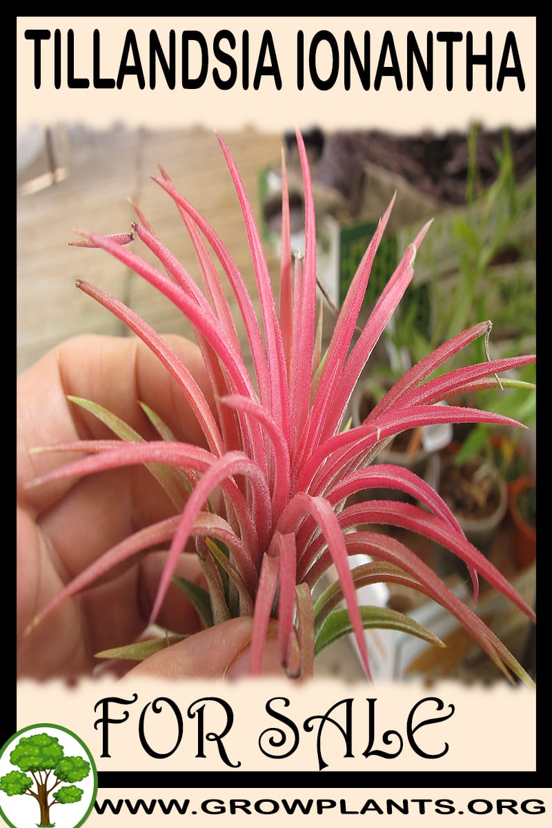 Tillandsia ionantha