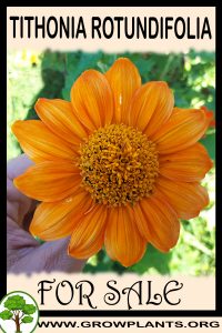 Tithonia rotundifolia for sale