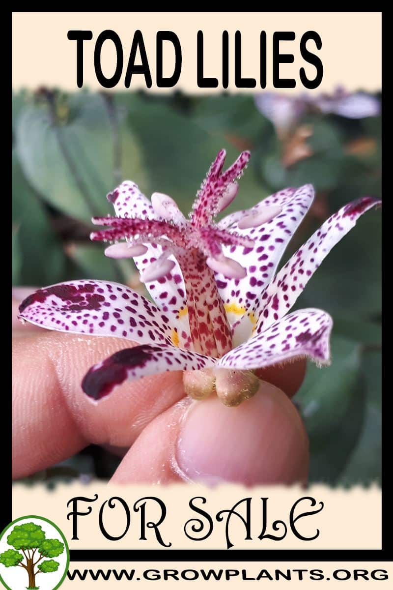 Toad lilies