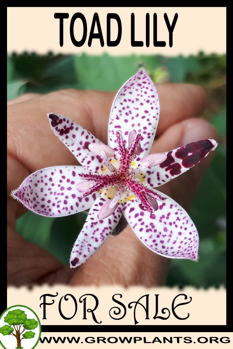 Toad lily