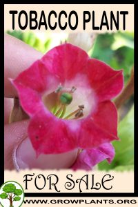 Tobacco plant for sale