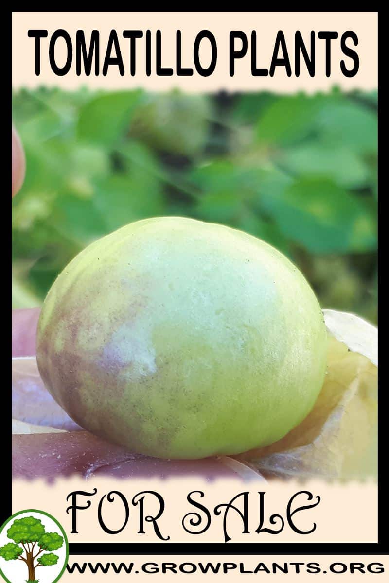 Tomatillo plants