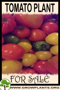 Tomato plant for sale