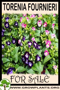 Torenia fournieri for sale