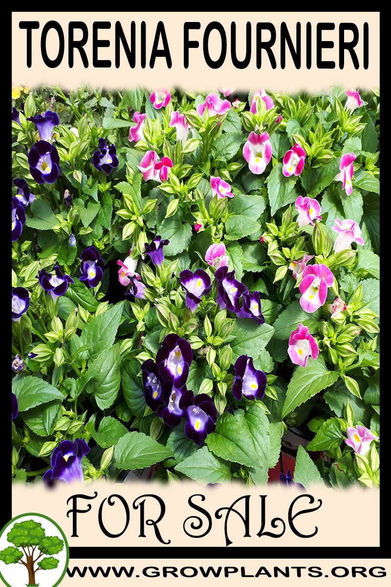 Torenia fournieri